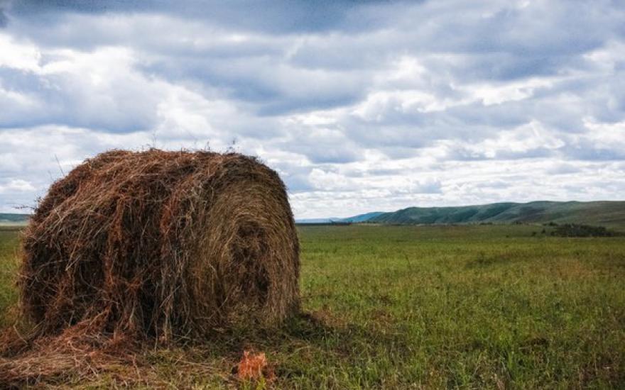 Госдума: сибирские сельхозугодья надо отдать в аренду Китаю