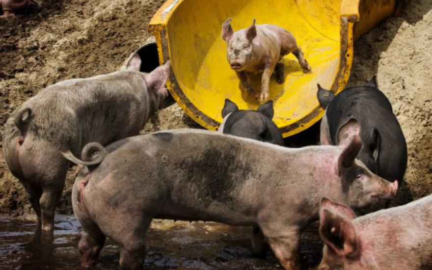 Зауральским фермерам на заметку: грязепарк для свинячьих восторгов