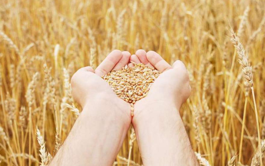 Урожай зерна в России превысит 100 млн тонн