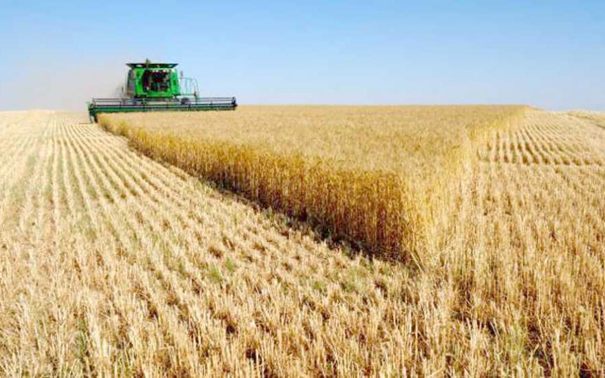 Щучанский, Кетовский и Шадринский районы лидируют по валовому сбору зерна