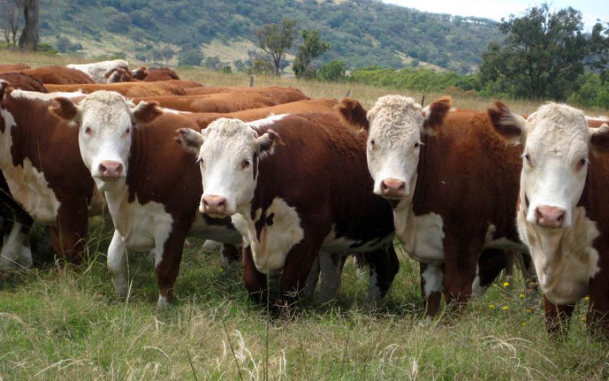В Курганской области снизилось поголовье всех видов скота