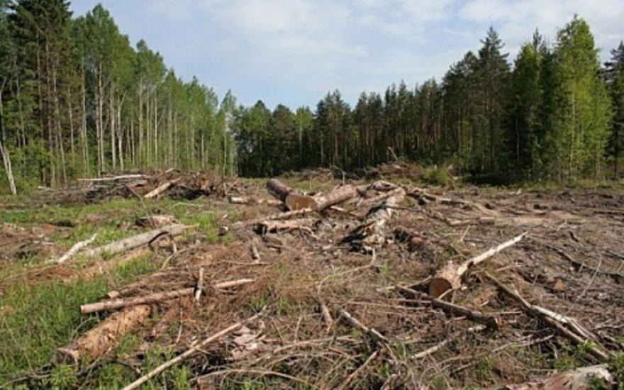Курганский ОНФ: необходимо предотвратить дальнейшую продажу земель лесного фонда