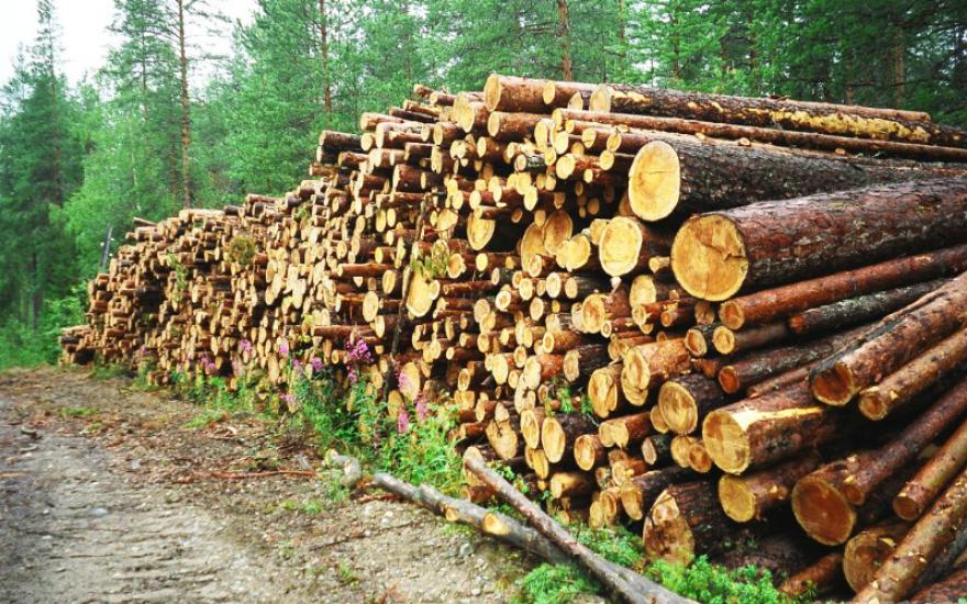 Алексей Кокорин запретил вырубать кетовский лес
