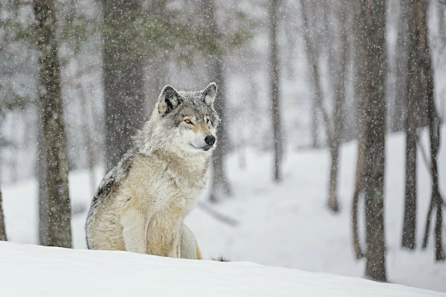 Волки в Курганской области: как вести себя при встрече с хищником?
