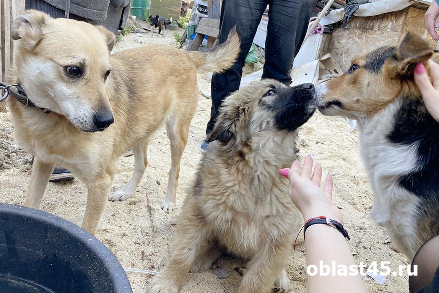 Спасатели из Ямала помогают курганским волонтёрам спасать животных